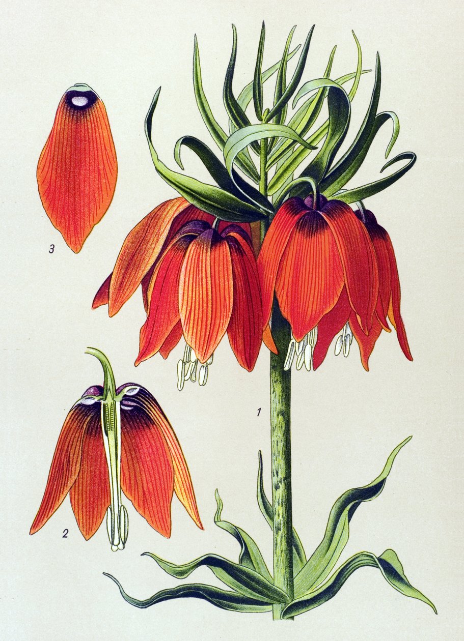 Botanical Board: Imperial Fritillaria (Fritillaria imperialis) by Unbekannter Künstler