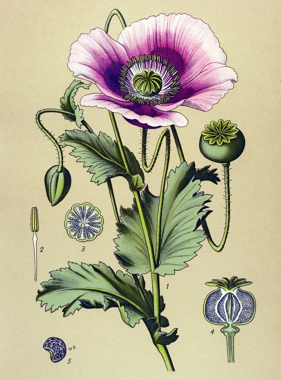 Botanical Board, Toxic and Medicinal Plant: Sleeping Poppy (Papaver somniferum) by Unbekannter Künstler