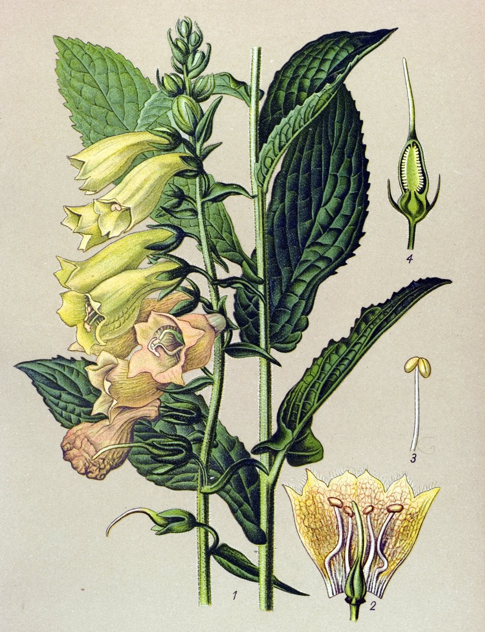 Botanical Board, Plant: Big-flowered Digital (Digitalis grandiflora) by Unbekannter Künstler