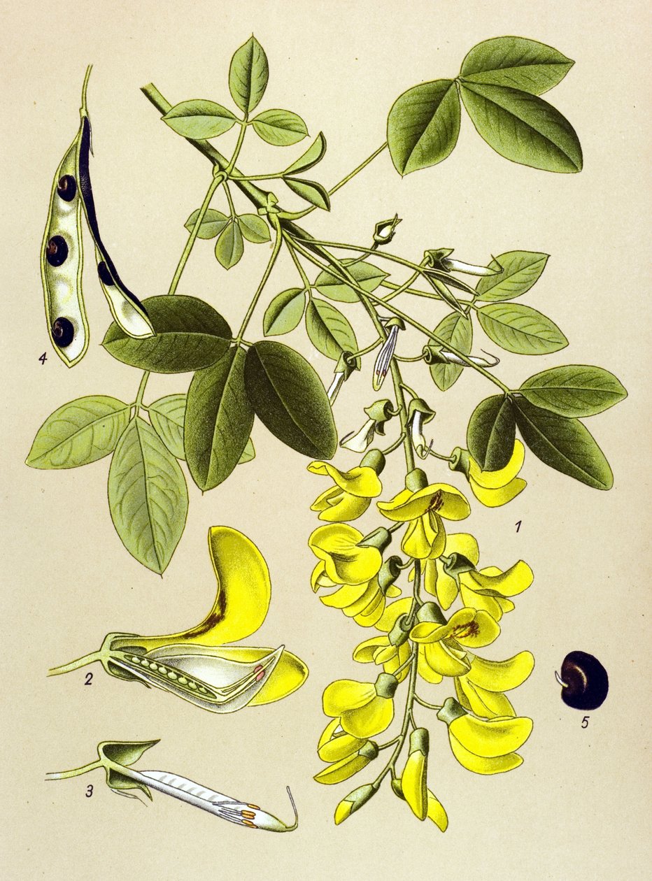 Botanical Board, Plant: Common Cytitis or False Ebene (Cytisus Laburnum) by Unbekannter Künstler