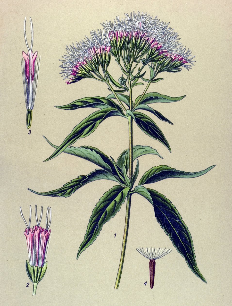 Botanical Board, Plant: Hemp-leaved Eupatorium (Eupatorium cannabinum) by Unbekannter Künstler