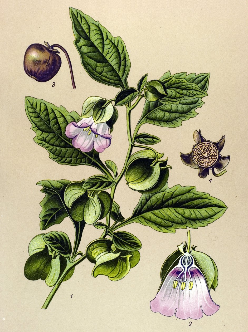 Botanical Board, Plant: Perou Pear or Perou Apple (Nicandra physaloides) by Unbekannter Künstler