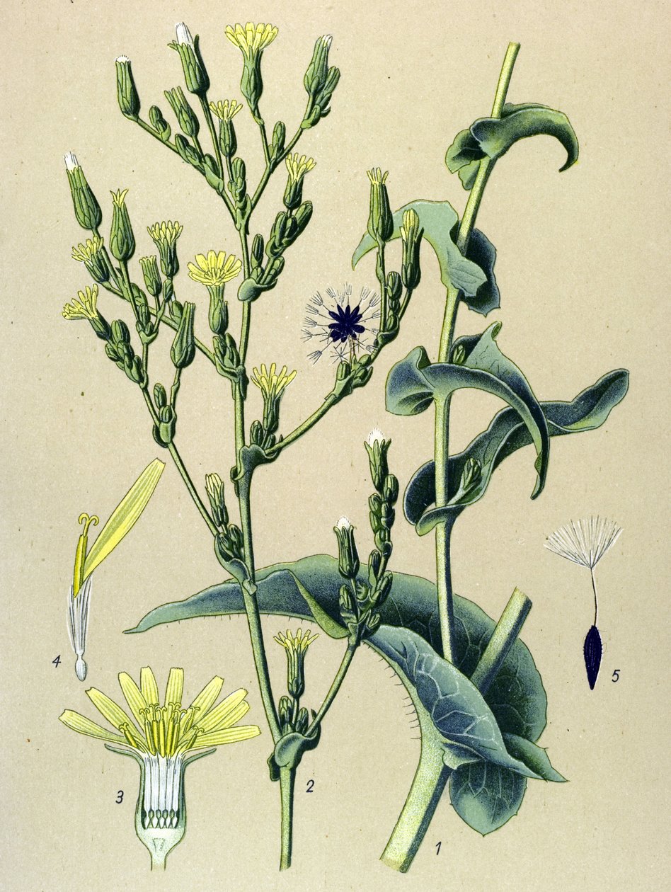 Botanical Board, Plant: Ferous Lettuce or Wild Lettuce (Lactuca virosa) by Unbekannter Künstler