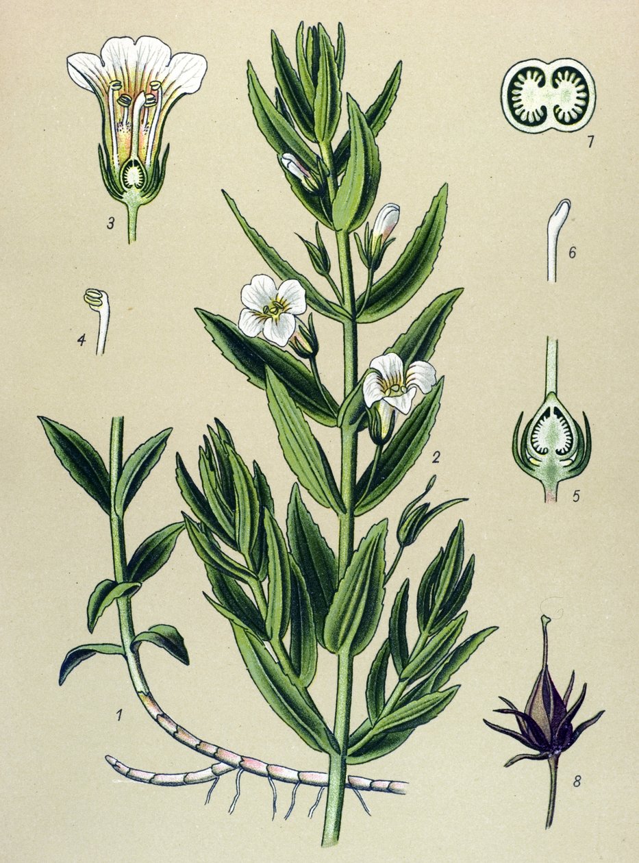 Botanical Board, Plant: Gratiole Officinale (Gratiola officinalis) by Unbekannter Künstler