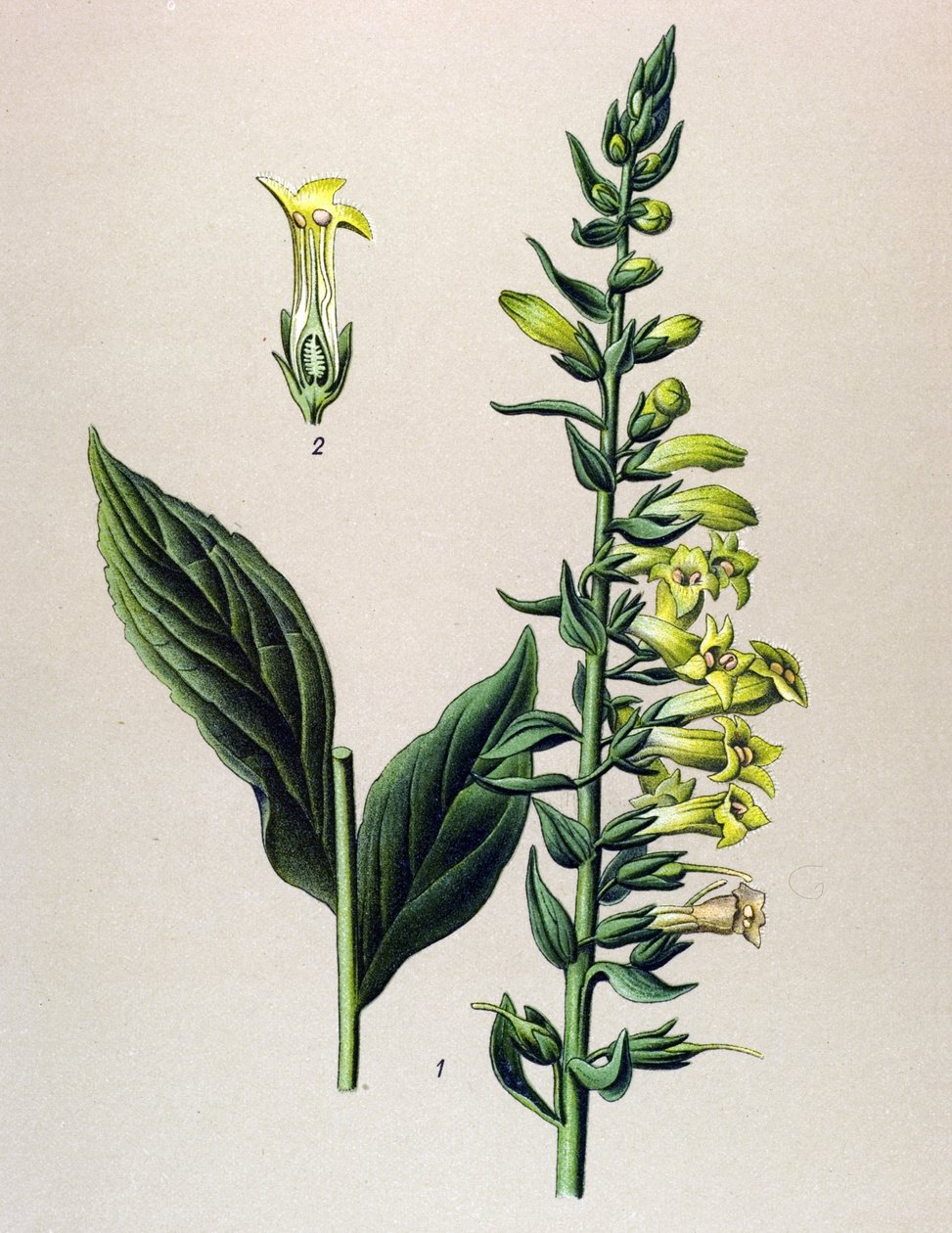 Botanical Board, Plant: Yellow or Small Digital by Unbekannter Künstler