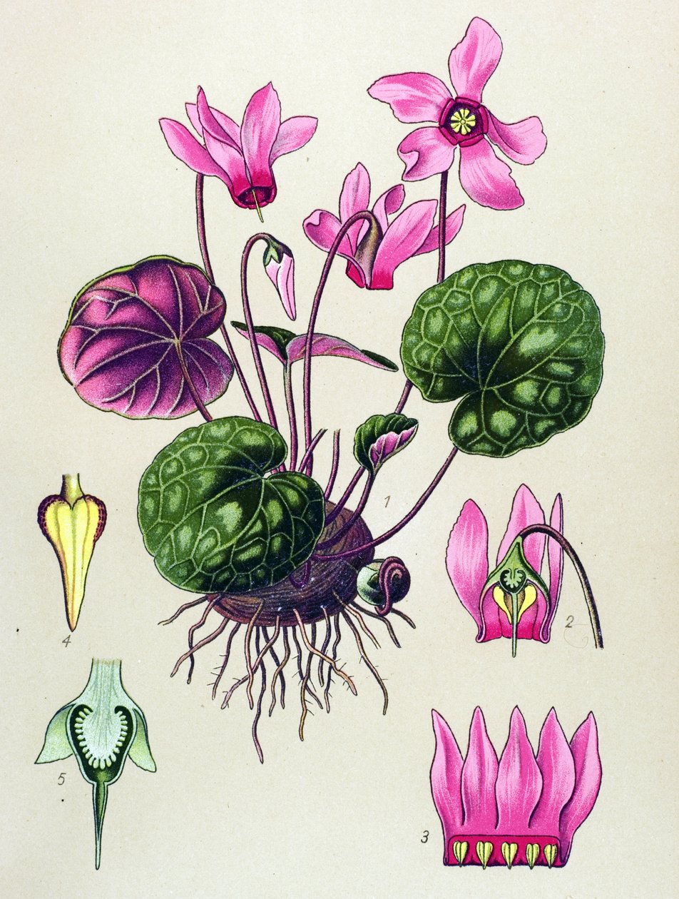 Botanical Board, Poisonous and Medicinal Plant: Cyclamen purpurascens, Cyclamen europaeum by Unbekannter Künstler