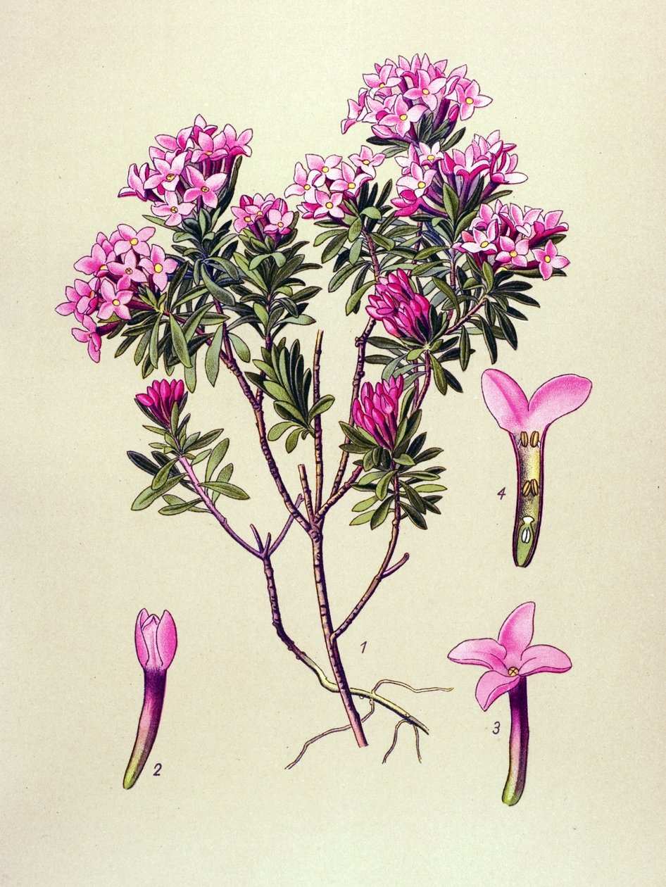 Botanical Board, Poisonous Plant: Camelee or Camelee of the Alps (Daphne Cneorum) by Unbekannter Künstler
