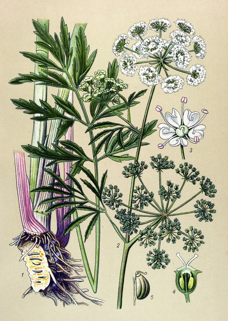 Botanical Board, Toxic and Medicinal Plant: Aquatic Hemlock (Cicuta virosa) by Unbekannter Künstler