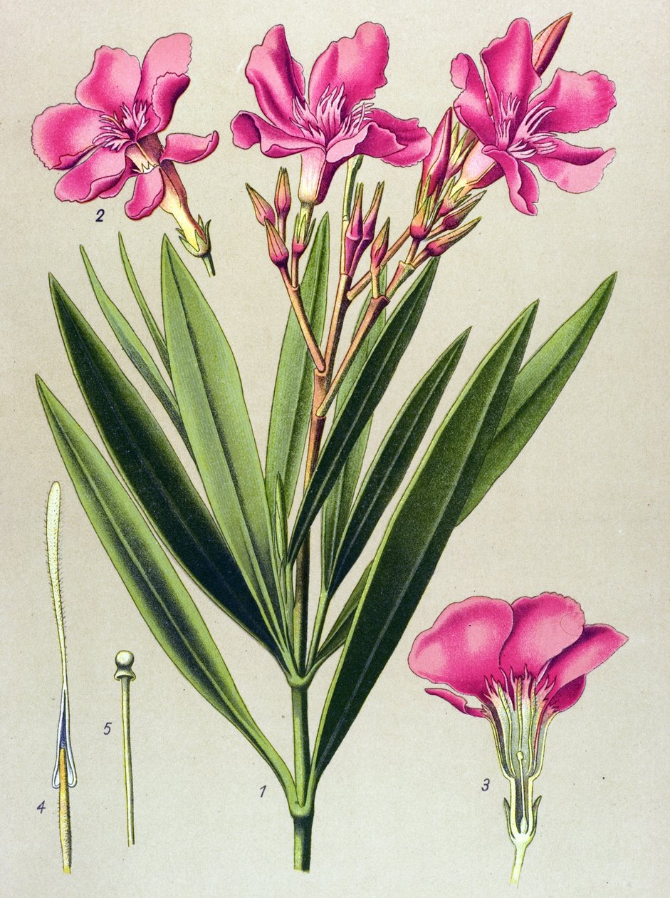 Botanical Board, Toxic and Medicinal Plant: Pink Bay Leaf (Nerium oleander) by Unbekannter Künstler