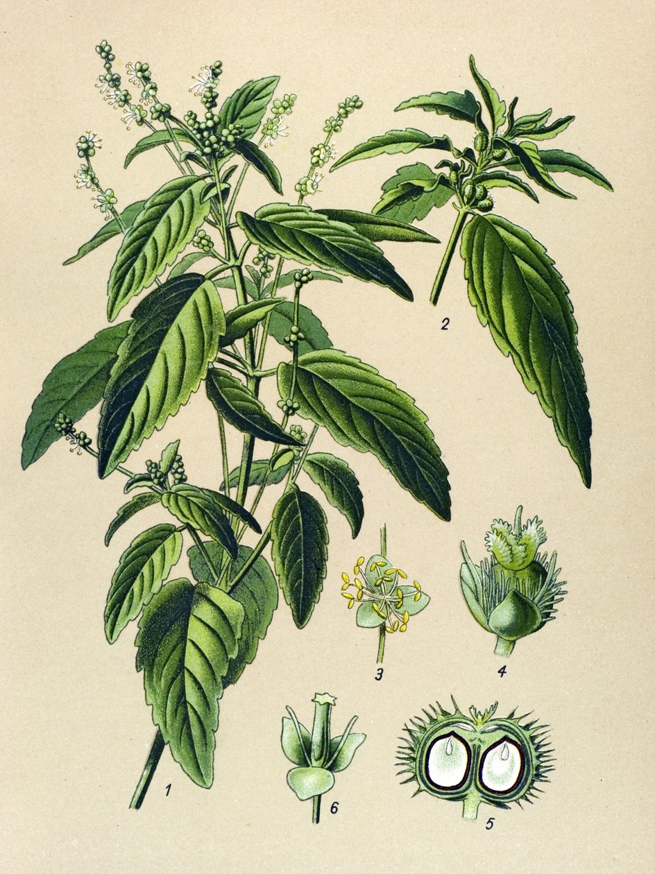 Botanical Board, Poisonous Plant: Annual Mercuriale (Mercurialis annua) by Unbekannter Künstler