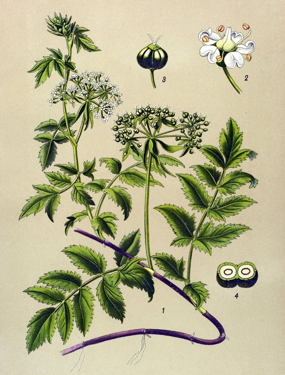 Botanical Board, Toxic Plant: Berle (Berula angustifolia) by Unbekannter Künstler