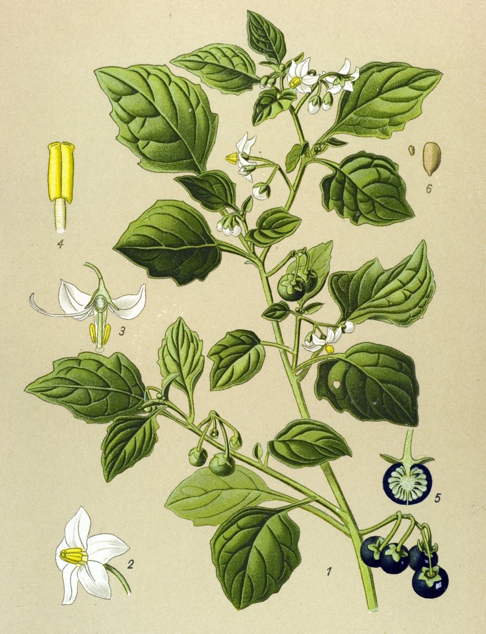 Botanical Board, Toxic Plant: Black Nightshade (Solanum nigrum) by Unbekannter Künstler