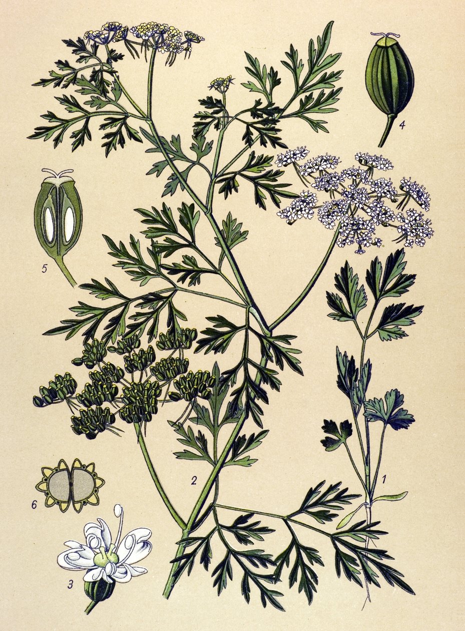 Botanical Board, Toxic Plant: Dog Parsley or Fake Parsley (Aethusa cynapium) by Unbekannter Künstler