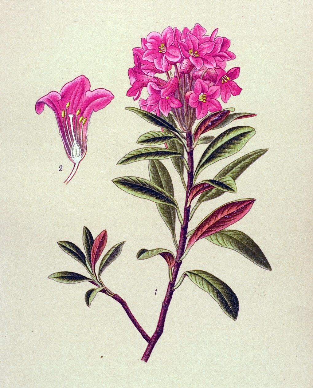 Botanical Board, Toxic Plant: Ferruginous Rhododendron (Rhododendron ferrugineum) by Unbekannter Künstler