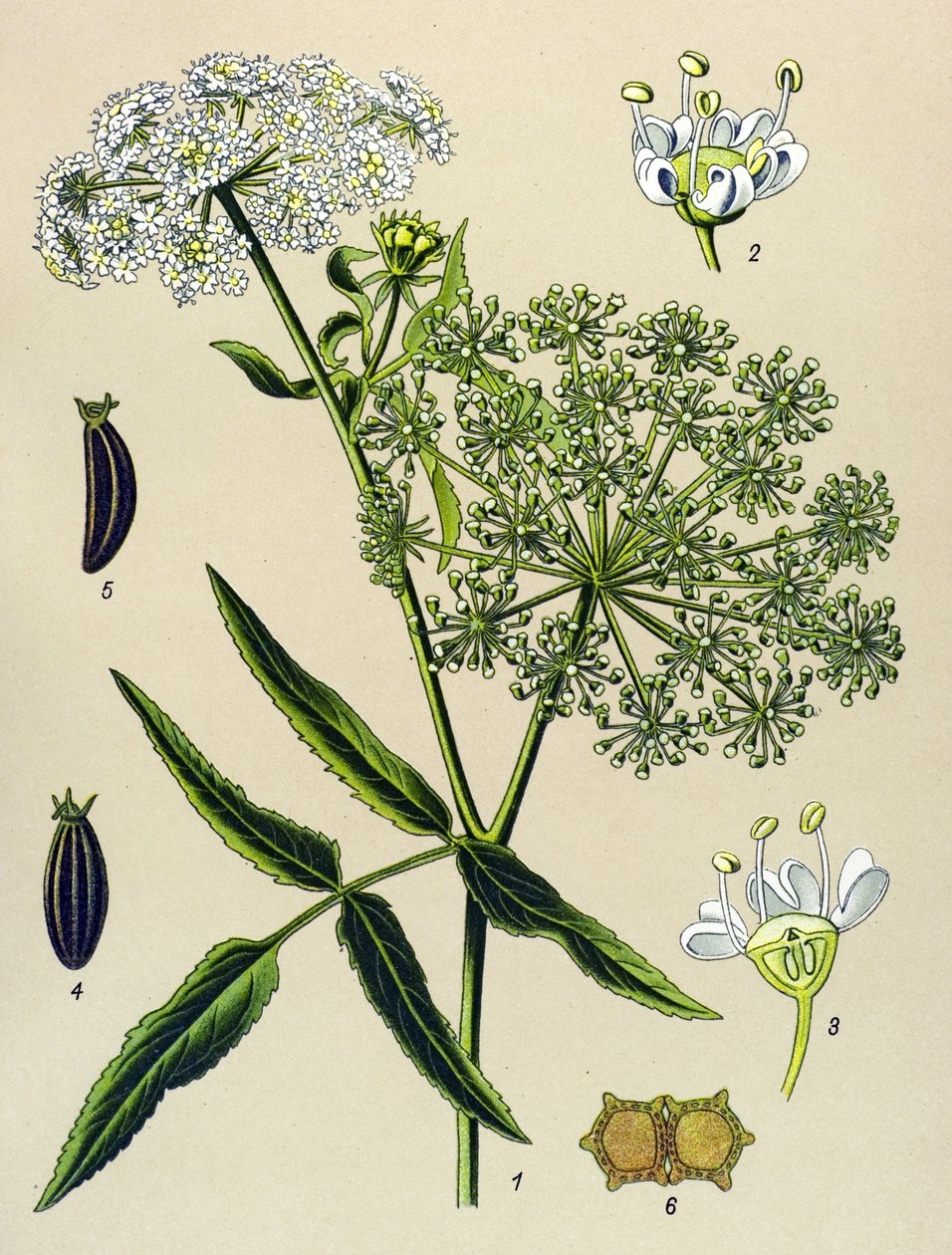 Botanical Board, Poisonous Plant: Great Berle (Sium latifolium) by Unbekannter Künstler