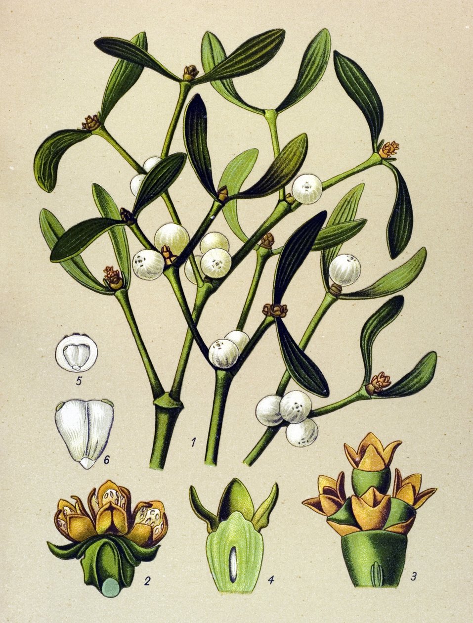 Botanical Board, Toxic Plant: Leafy Mistletoe (Viscum album) by Unbekannter Künstler