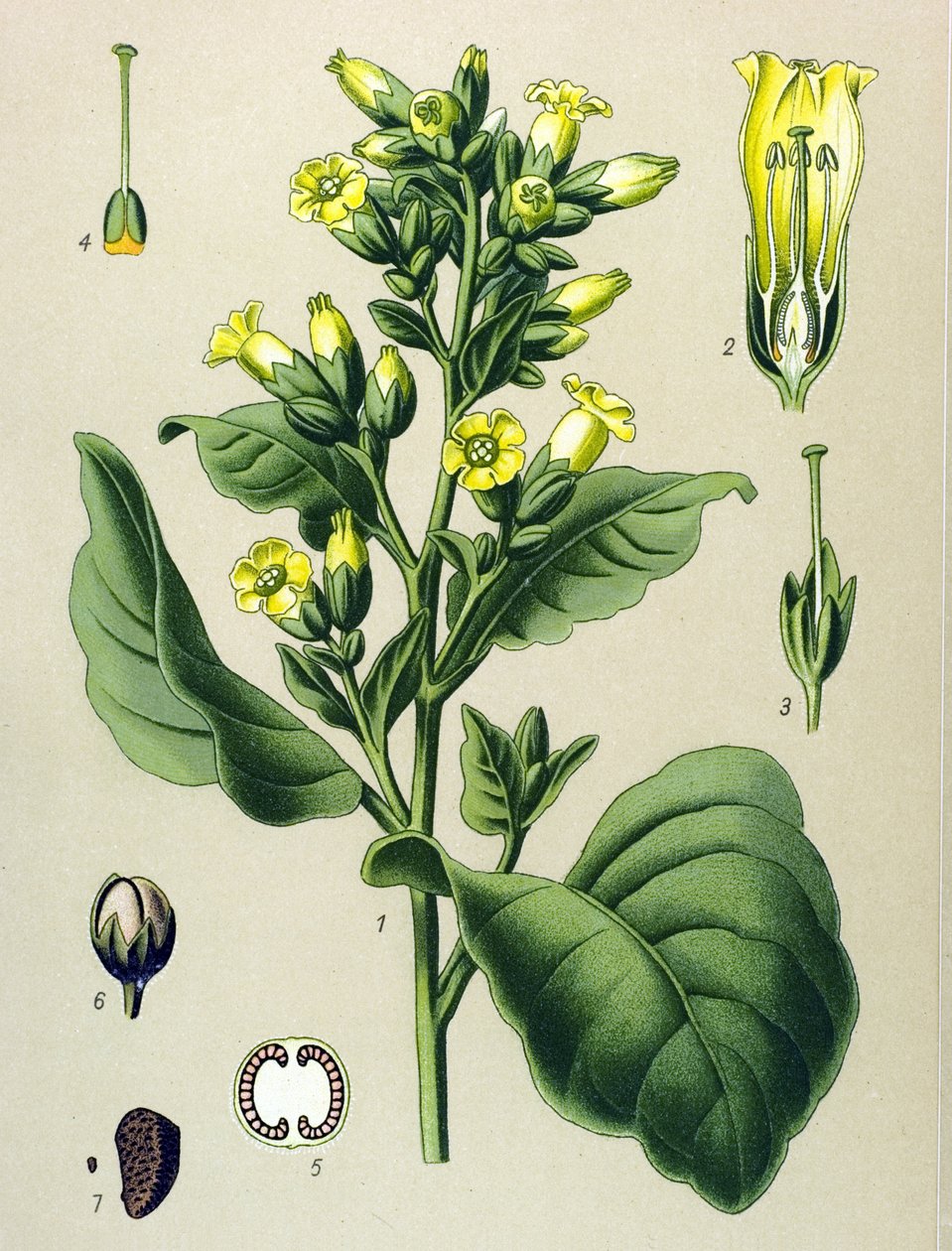 Botanical Board, Toxic Plant: Mapacho White Tobacco (Nicotiana rustica) by Unbekannter Künstler