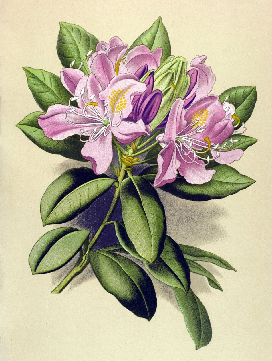 Botanical Board, Toxic Plant: Pontic Rhododendron (Rhododendron pontium) by Unbekannter Künstler