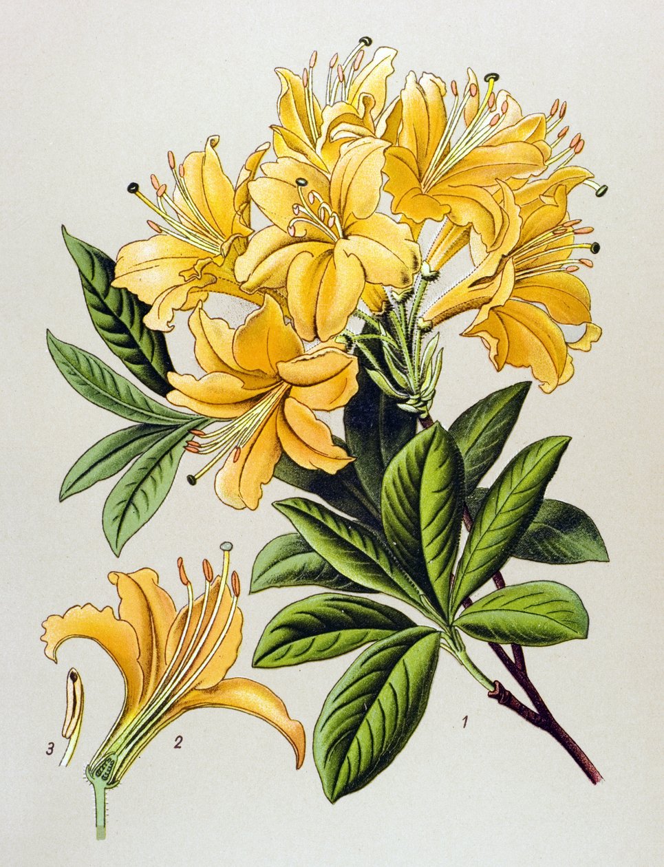 Botanical board, venenous plant (toxic): Yellow azalee (Rhododendron luteum) by Unbekannter Künstler