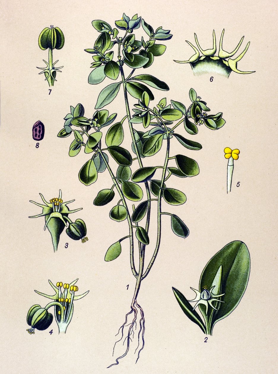 Botanical Board, Poisonous Plant: Euphorbia Esule or Euphorbia Acre by Unbekannter Künstler