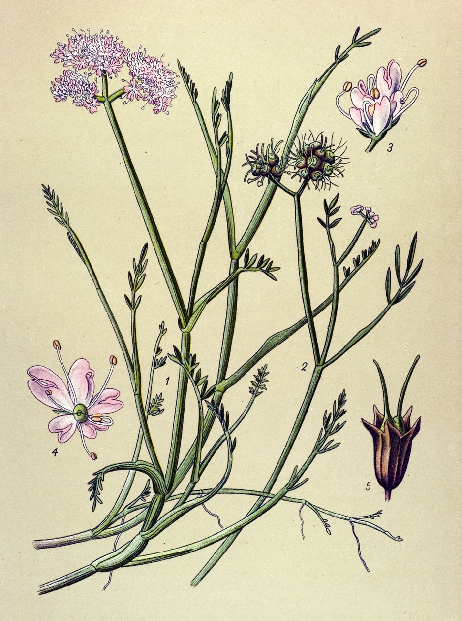Botanical Board, Toxic Plant: Fistula (Oenanthe fistulosa) by Unbekannter Künstler