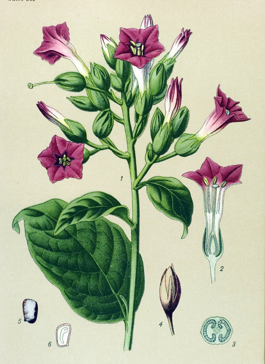 Botanical Board, Toxic Plant: Ornamental Tobacco (Nicotiana tabacum) by Unbekannter Künstler