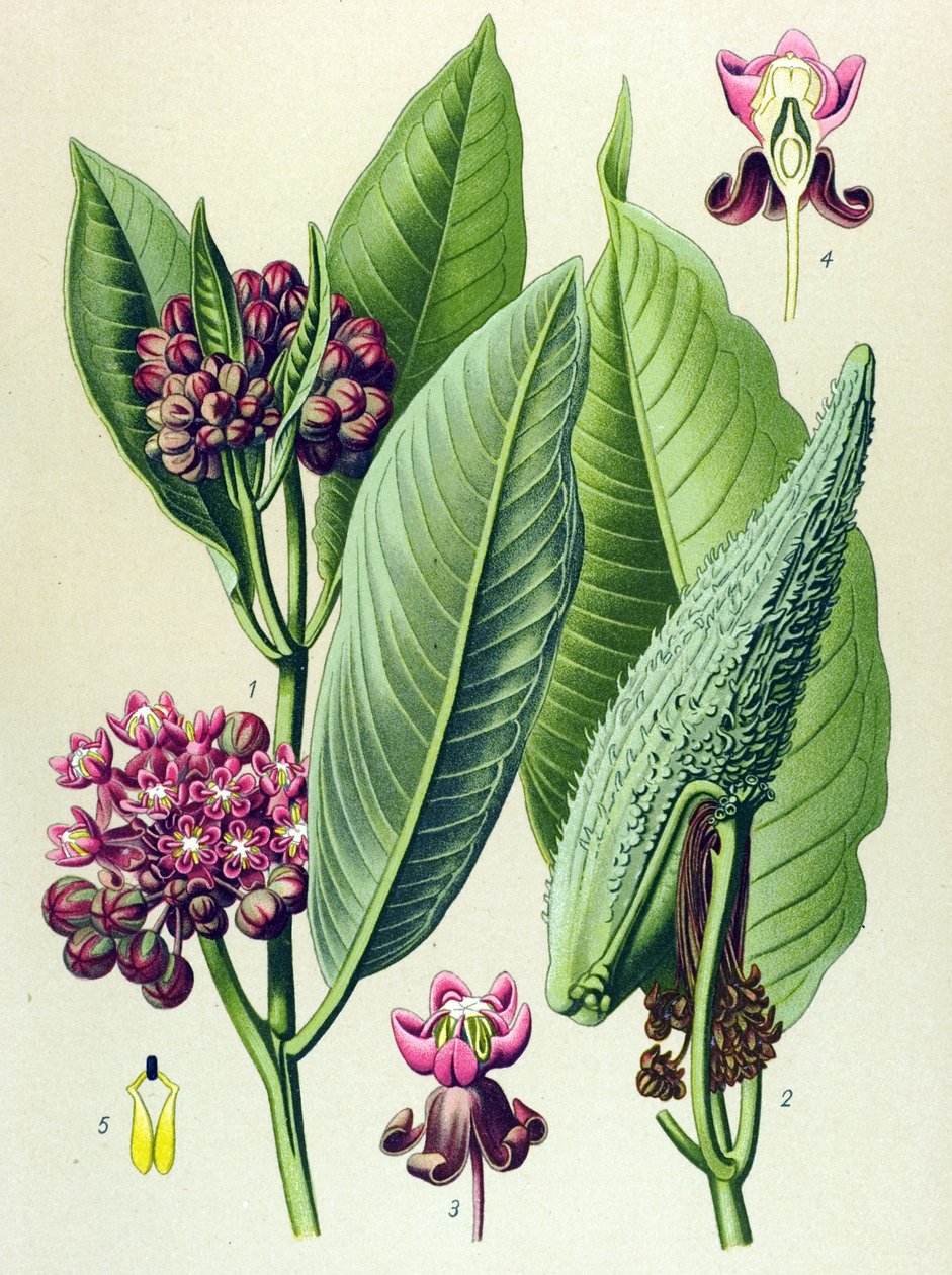 Botanical Board, Toxic Plant: Parakeet Grass (Asclepias Cornuti) by Unbekannter Künstler