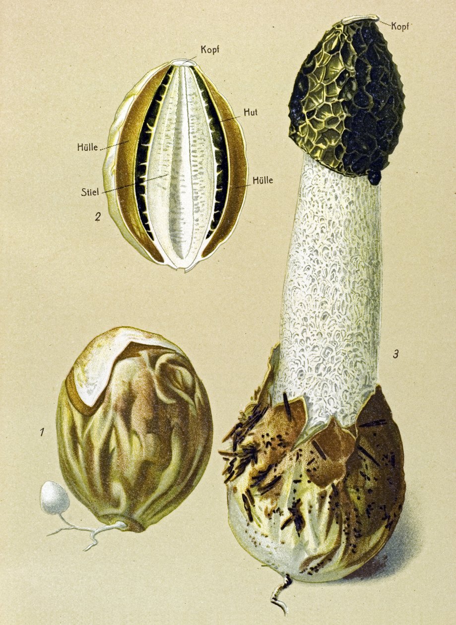 Botanical board with edible fungus: Stinky Satyre (Phallus impudicus) by Unbekannter Künstler