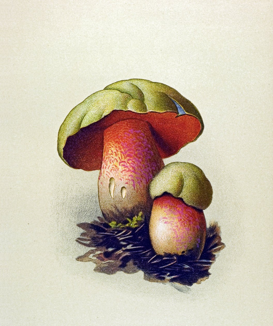 Botanical board with toxic fungus (venenous): Wolf bolet (Boletus lupinus) by Unbekannter Künstler