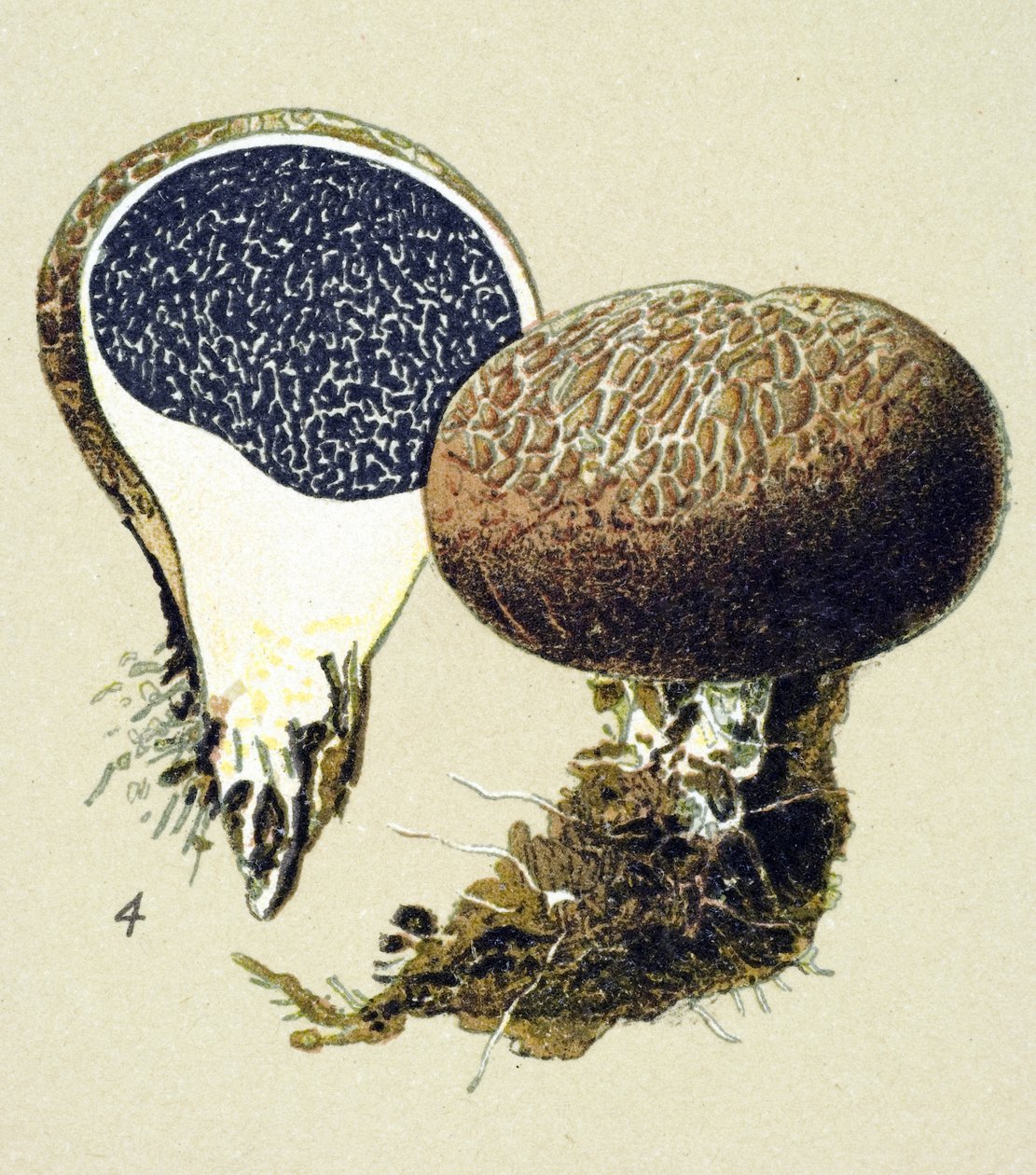 Botanical Board with Toxic Fungus: Vulgar Scleroderma (Scleroderma vulgare) by Unbekannter Künstler