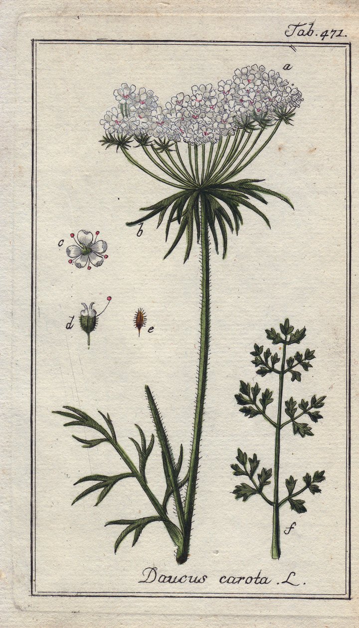 Carrot Flowers and Leaves, Daucus carota by Unbekannter Künstler