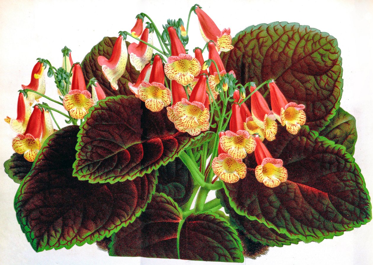 Botanical illustration / Achimenes Naegelioides / Achimene by Unbekannt