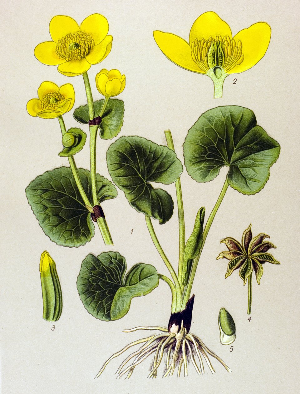 Botanical Board, Toxic Plant: Marsh Marigold (Caltha palustris) by Unbekannter Künstler