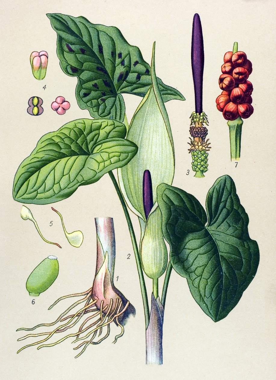 Botanical Plank: Venesous and Medicinal Plant by Unbekannter Künstler