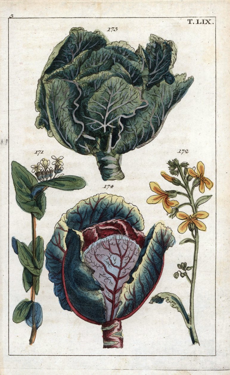 Botany: cabbage, Brassica oleracea capitata, red cabbage, Brassica oleracea rubra by Unbekannter Künstler