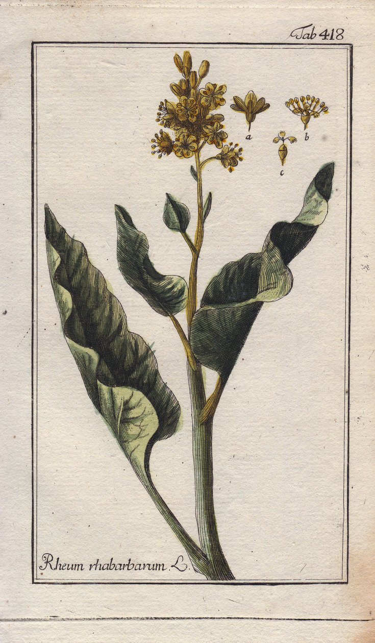 Rhubarb Leaves, Rheum rhabarbarum by Unbekannter Künstler