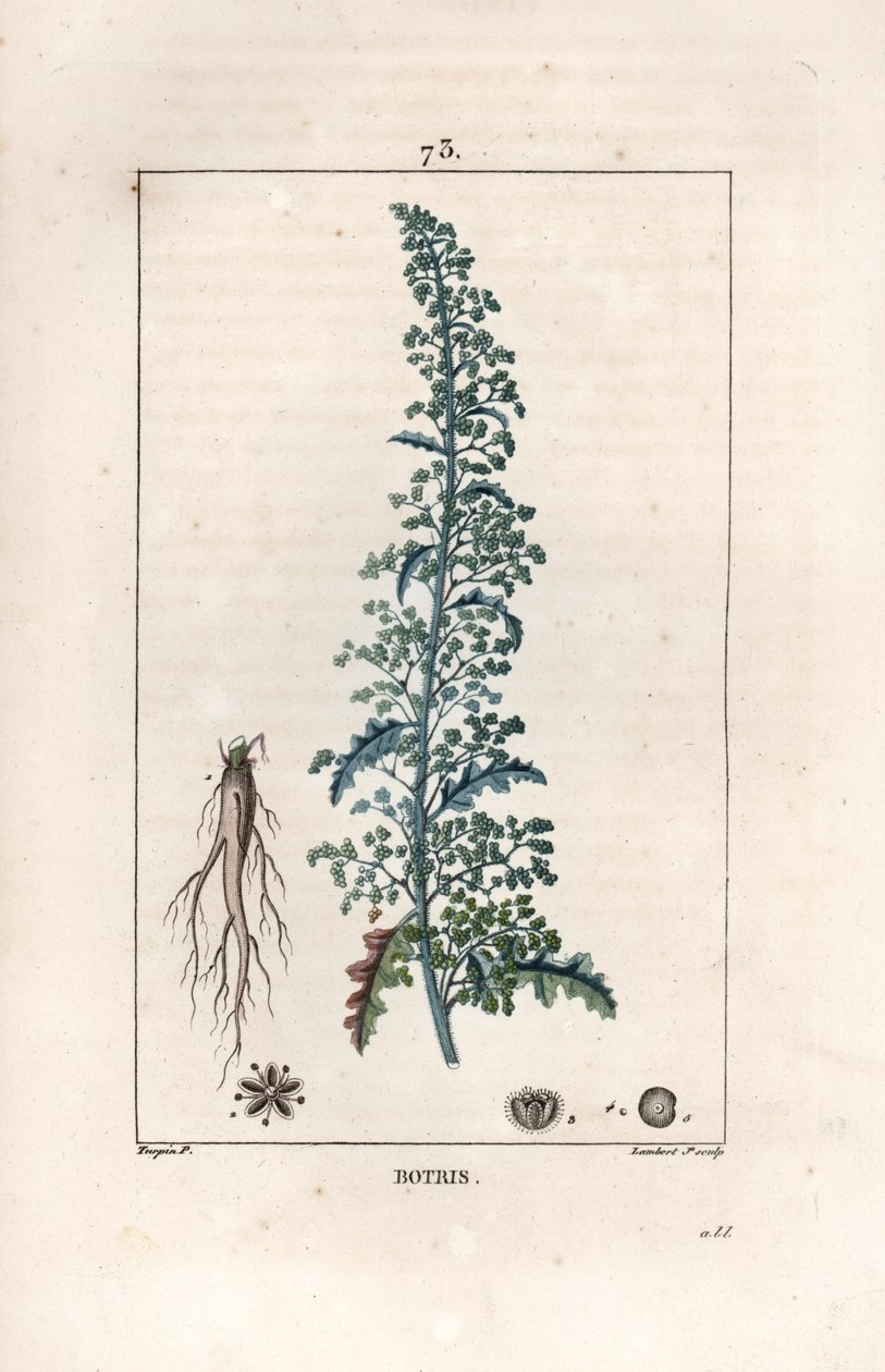 Botris (Chenopodium botrys) - Engraving by Lambert fils, after a drawing by Pierre Jean Francois Turpin (1775-1840), from La flore medicale, by Chaumeton, Poiret et Chamberet, Paris 1830 - Jerusalem oak goosefoot, Dysphania botrys by Unbekannter Künstler