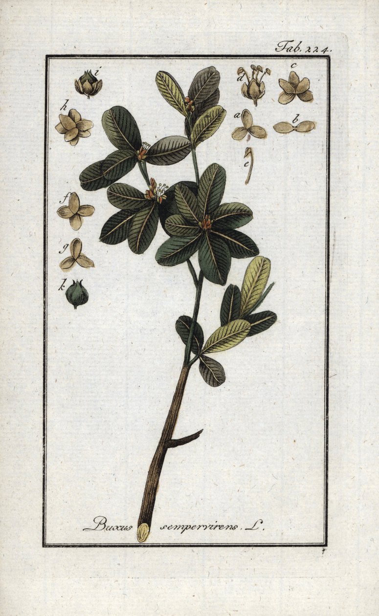 Boxwood or Still Green Boxwood (Buxus sempervirens). Lithograph from 