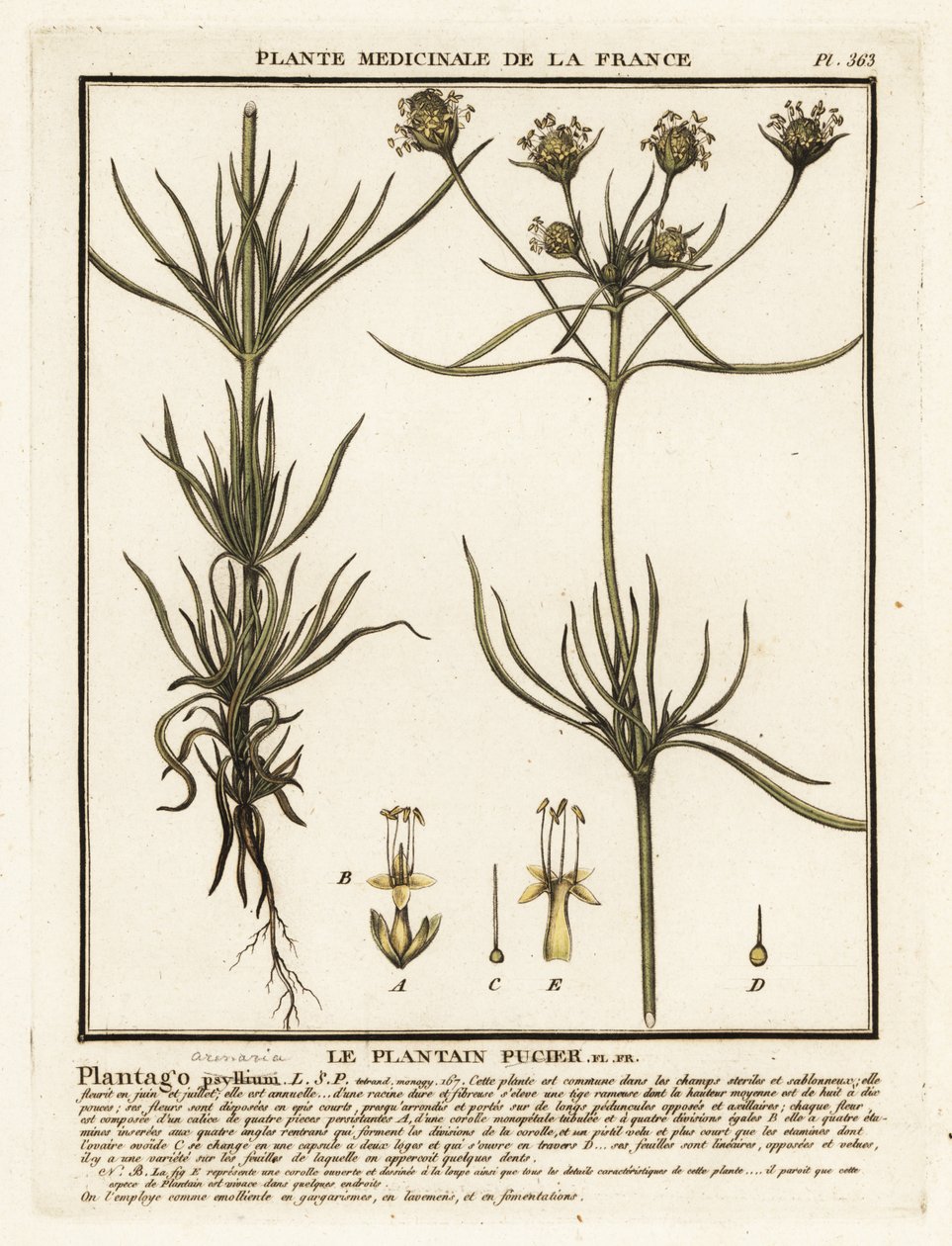 Branched Plantain, Plantago Indica by Unbekannter Künstler
