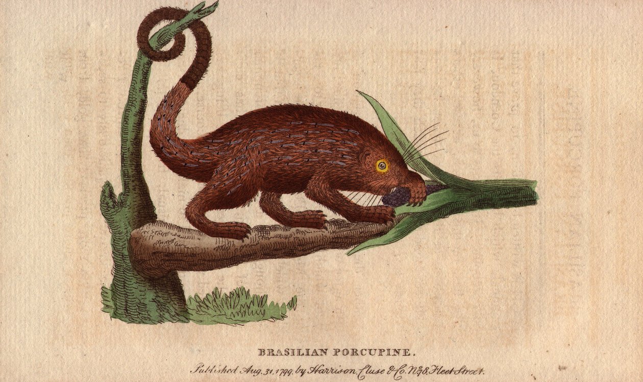 Brazilian Epic Pork, Coendou prehensilis (The Naturalist Pocket Magazine) by Unbekannter Künstler