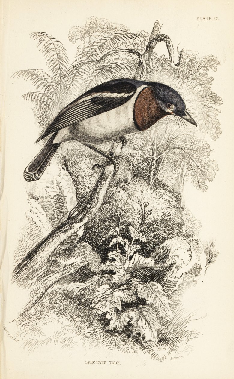 Brown-throated Watt-eye, Platysteira cyanea (Show Tody, Platystera lobata) by Unbekannter Künstler