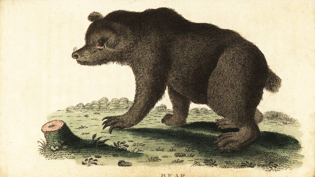 Brown bear, Ursus arctos (1800) by Unbekannter Künstler