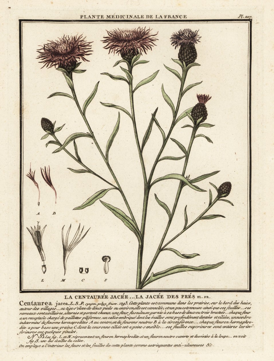 Brown Knapweed, Centaurea jacea by Unbekannter Künstler