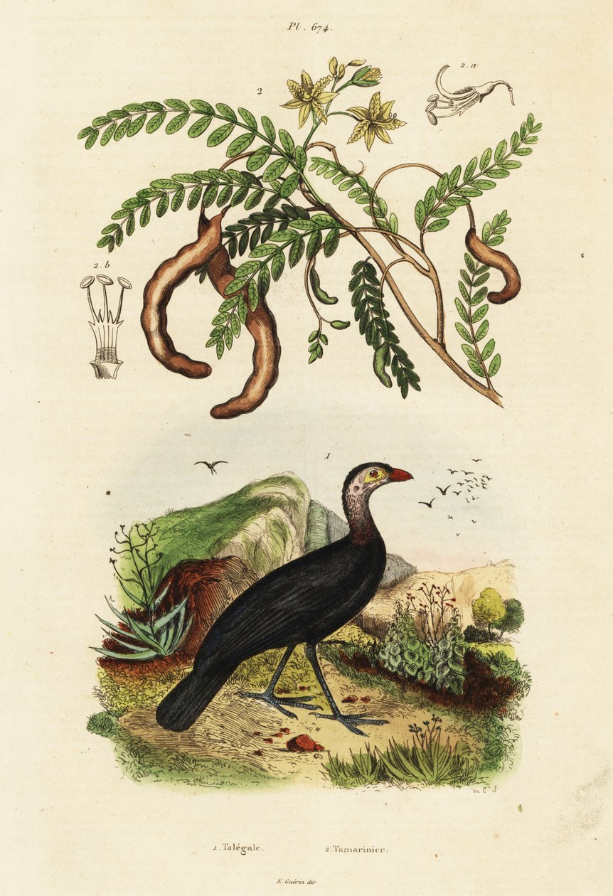 Brushturkey and tamarind.,1834-1839 by Unbekannter Künstler