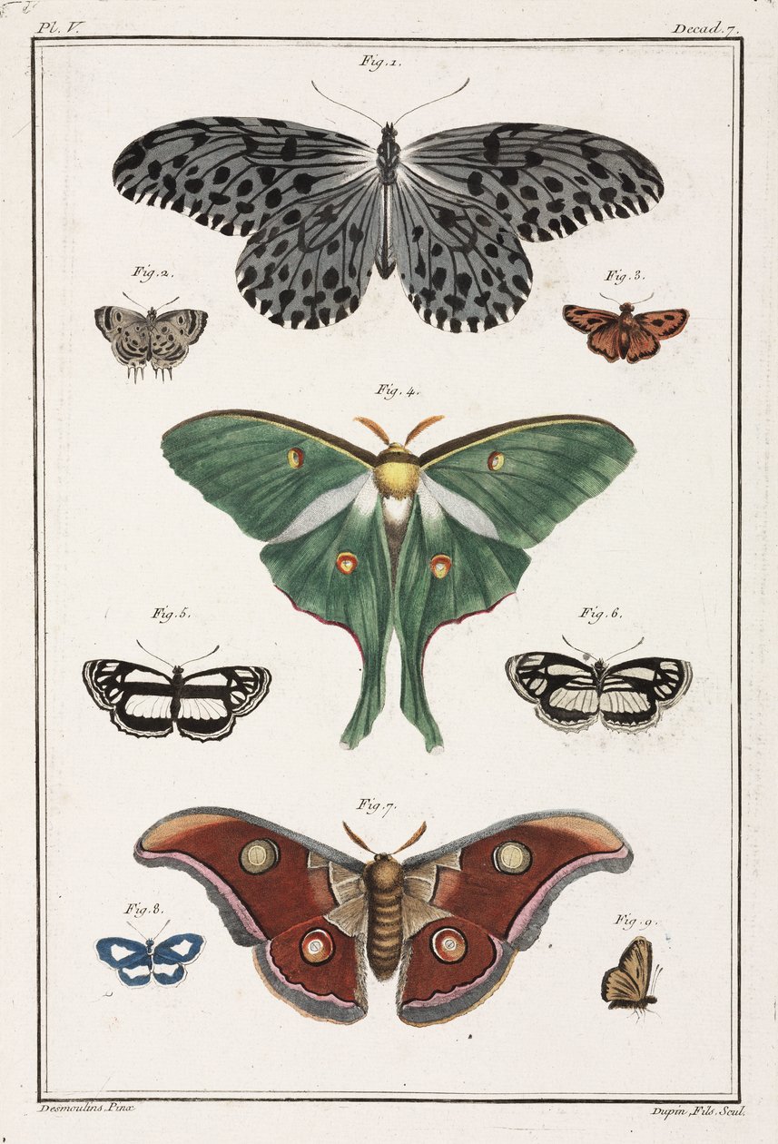 Butterflies by Unbekannt