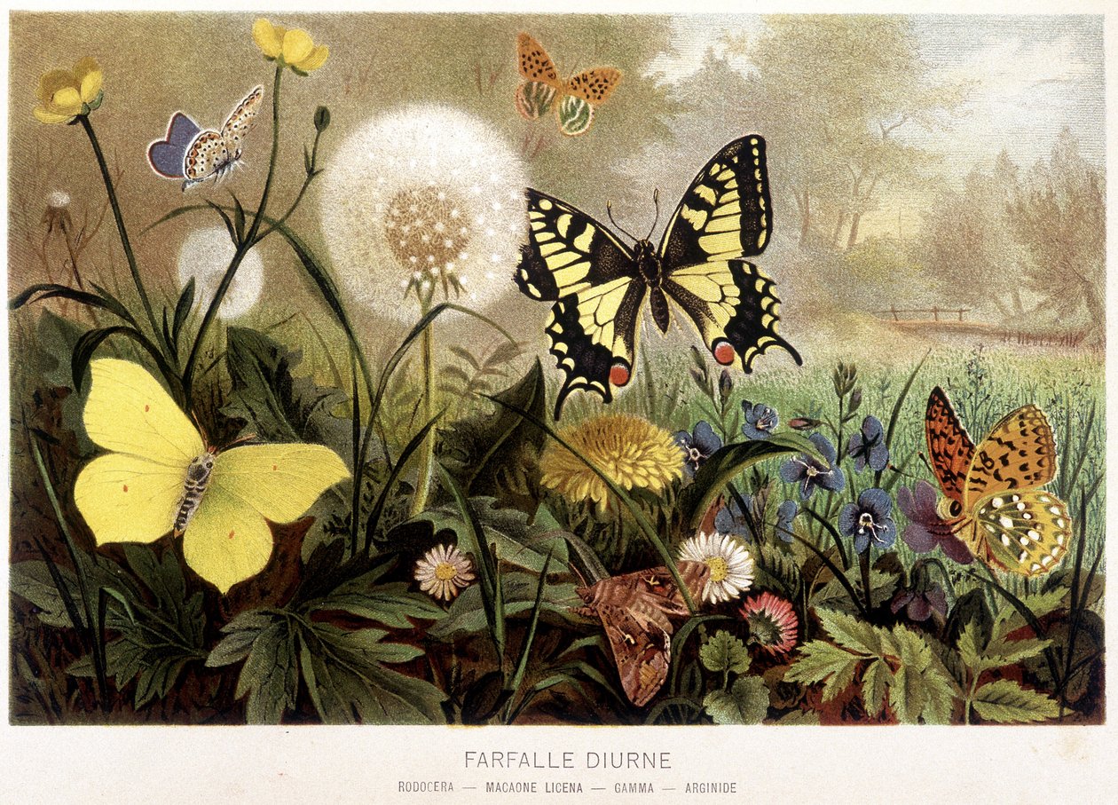 Butterflies in the Snow in 
