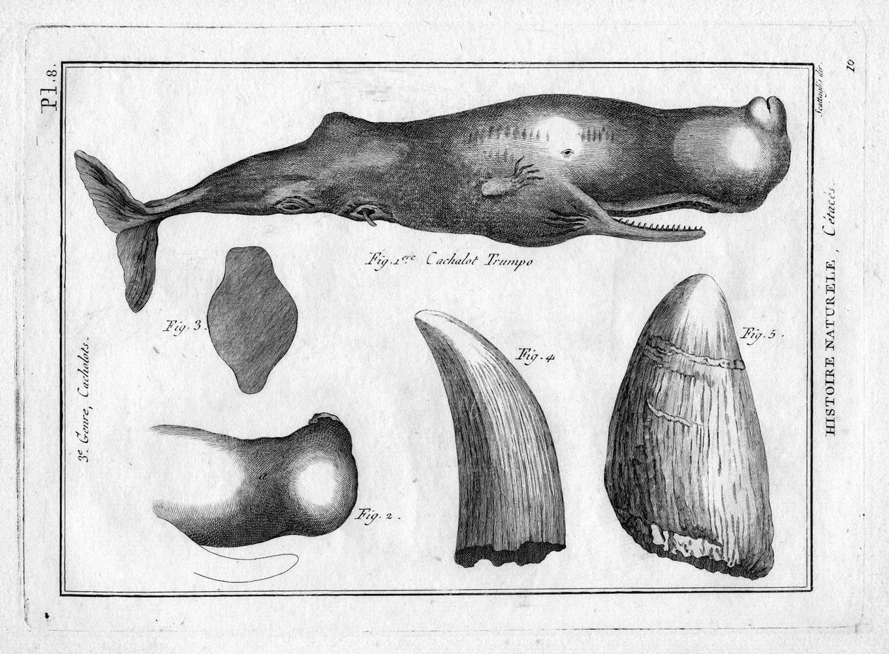 Cachalot Trompe in 