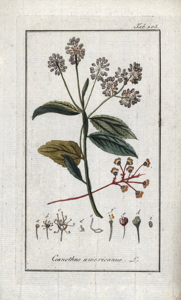 California Lilac (Ceanothus americanus). Lithograph from 