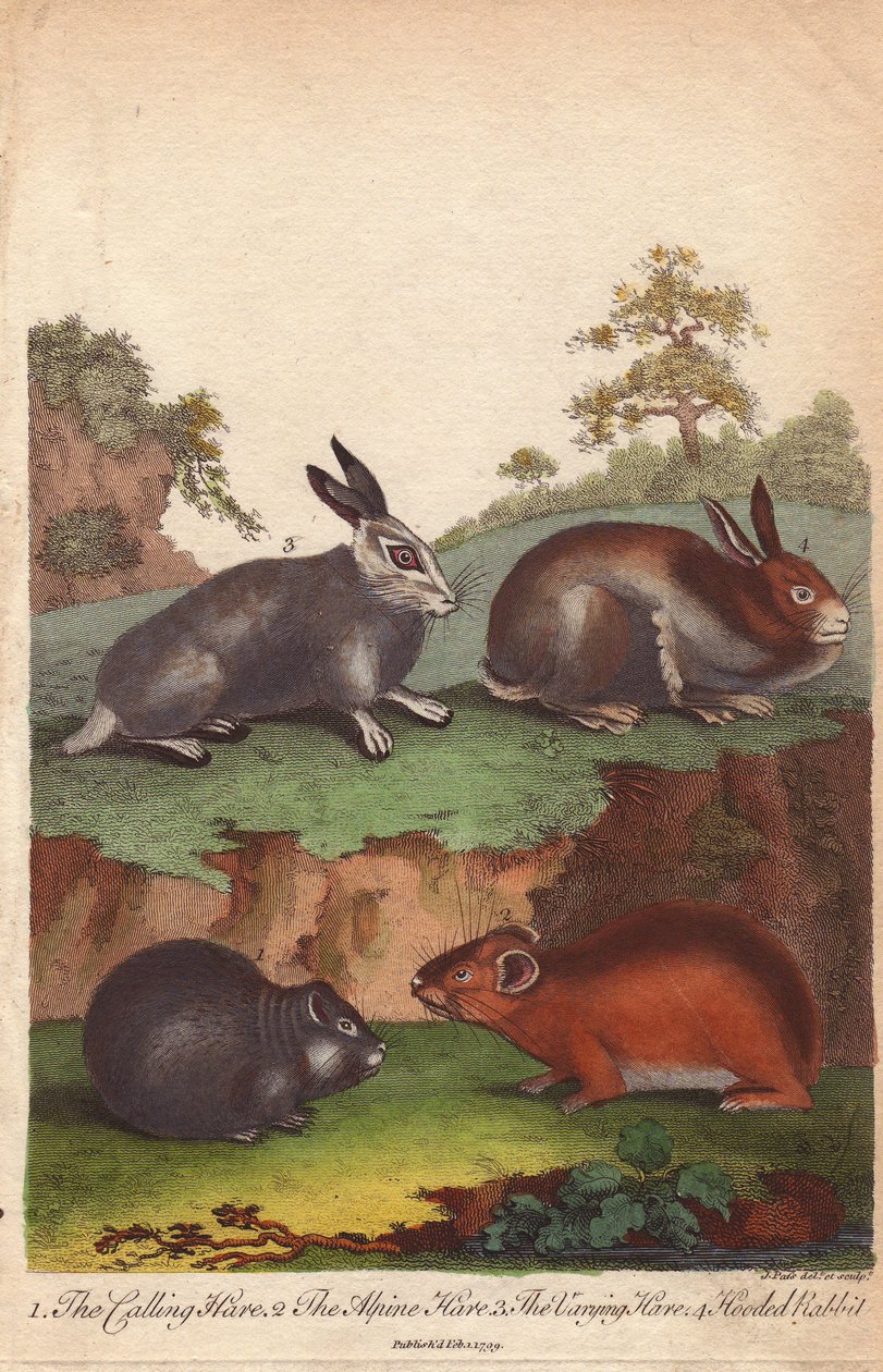 Calling Hare, Alpine Hare, Varying Hare and Hooded Rabbit by Unbekannter Künstler