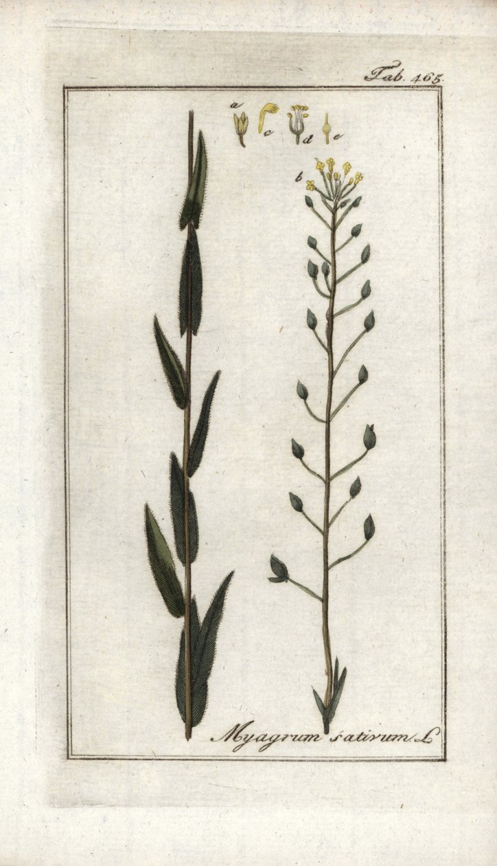 Cameline or Flax Basard or Sesame from Germany, Camelina sativa by Unbekannter Künstler